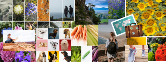 Photo Collage Images of Flowers, Travel, Fitness and Pets