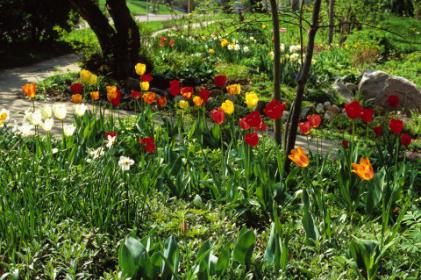 Spring and Summer Bulbs