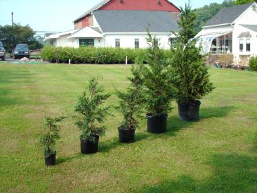 Tree Planting