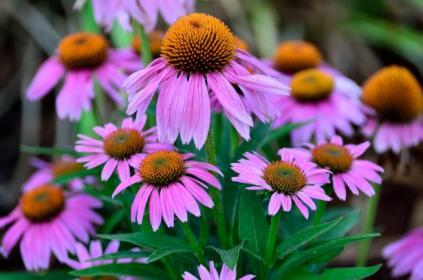 Coneflower