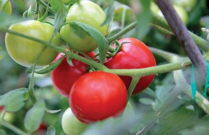 Tomato Gardening